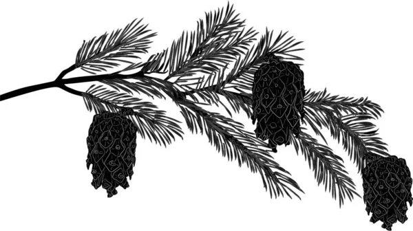 Pine tree black branch with three cones illustration — Stok Vektör