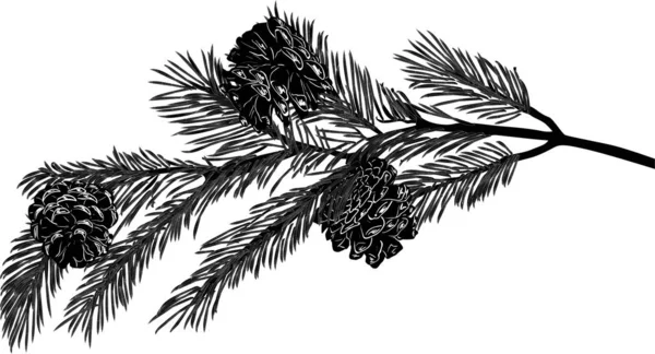 Pine Tree zwarte tak met drie kleine kegels — Stockvector
