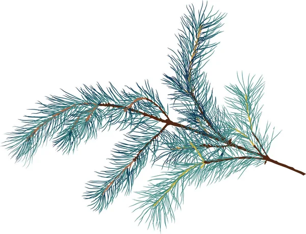 Πεύκο δέντρο μπλε κλαδί απομονωμένη απεικόνιση — Διανυσματικό Αρχείο