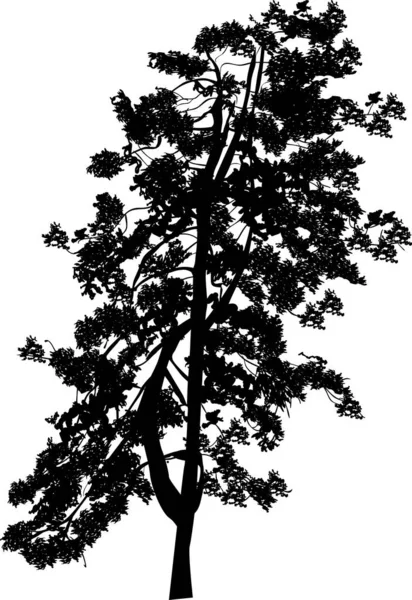 siyah çam beyaz büyük bir siluet