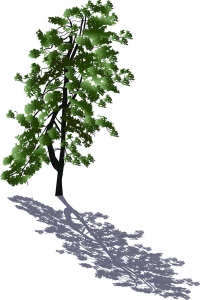 绿色大单松树与阴影 — 图库矢量图片