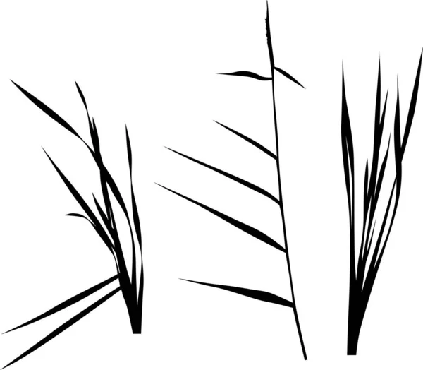 Set med tre träskväxter silhuetter på vit — Stock vektor