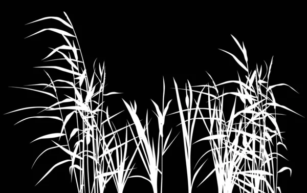 Groupe de silhouettes de roseaux isolées sur noir — Image vectorielle