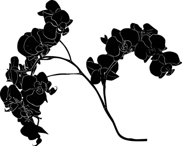 Black orchid branch sketch illustration — Stock Vector