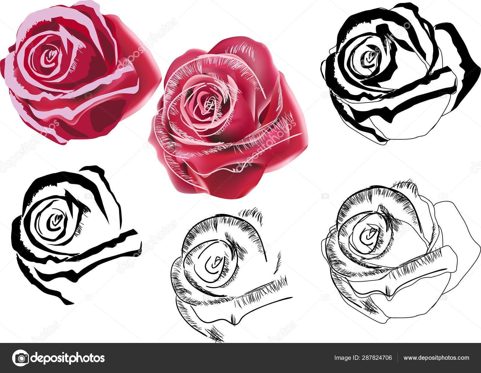 Six styles of rose isolated on white Stock Vector by ©Dr.PAS 287824706