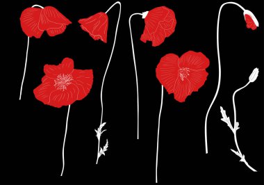 set of red poppy flowers isolated on black