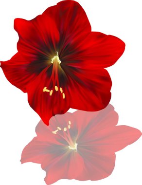 Koyu kırmızı Amaryllis yansımayla çiçek açar.
