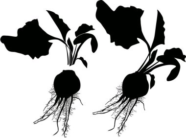 Pancar siluetleri beyaza izole edilmiş