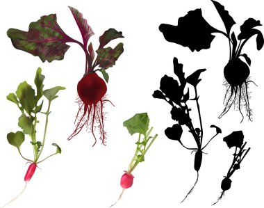 beyaz üzerine izole pancar ve turp