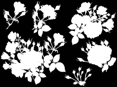 Altı beyaz gül izole edilmiş siluet