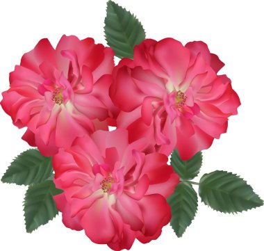 beyaz arka plan üzerinde üç koyu pembe brier çiçek