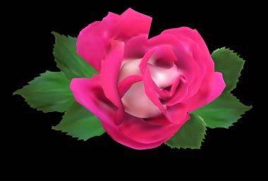 koyu ve açık pembe tek gül yeşil yapraklarla siyah üzerine