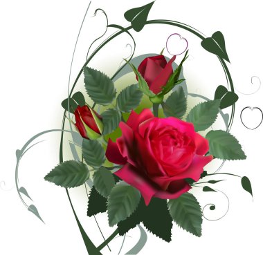 yeşil bukleli koyu güller açar ve tomurcuklanır