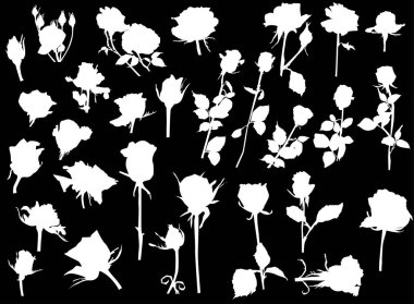 Siluet grubu ------beyaz yalıtılmış güller