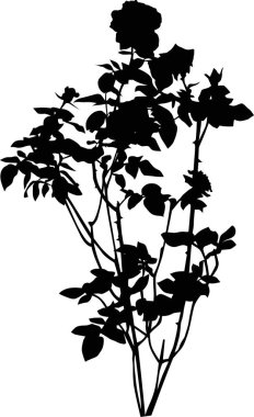 Beyaz resimde siyah gül çalısı