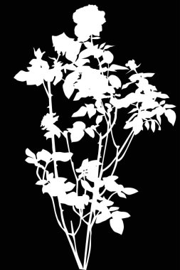 Siyah illüstrasyonda beyaz gül çalısı