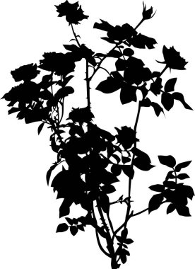 Beyaz, siyah gül çiçekleri üzerinde ıssız