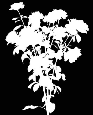 Bereketli beyaz gül çiçeği çalısı