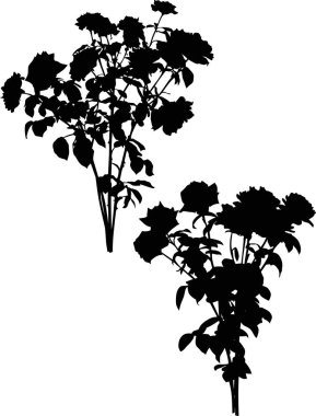 beyaz iki gür siyah gül çalılar