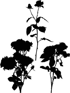 Beyaz üzerine üç siyah gül çiçeği silueti.