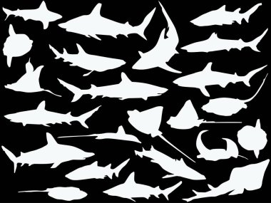 beyaz köpekbalıkları ve kcates büyük seti