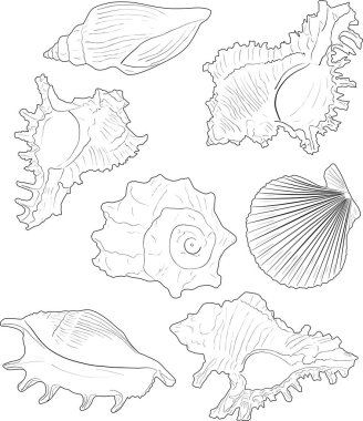 Beyaz üzerine izole edilmiş yedi kabuklu deniz hayvanı çizimi