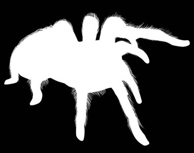 Siyah üzerine izole edilmiş büyük kıllı örümcek siluetleri.