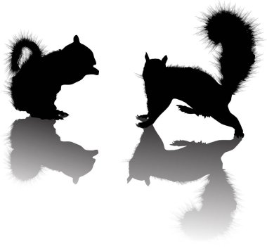 Gri gölgeli iki sincap beyaz üzerine izole edilmiş.