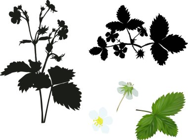 çilek bitkileri toplama beyaz izole