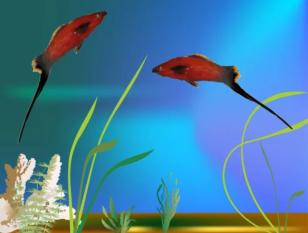 Two red platyfishes in aquarium — 图库矢量图片