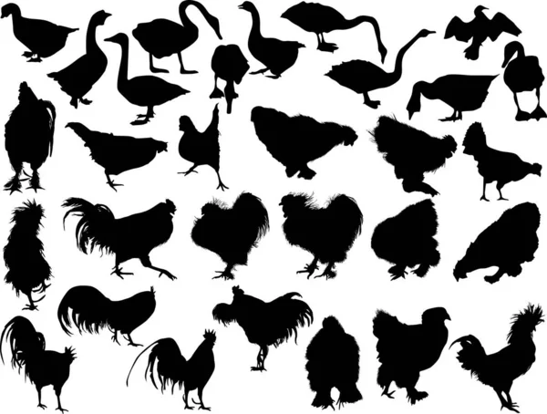 Thirty poultry silhouettes isolated on white — Stock Vector