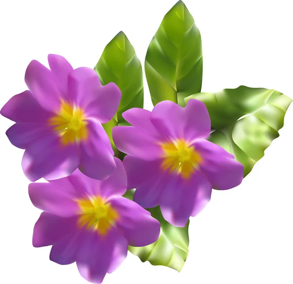 Liliowy primula kwiaty izolowane na białym — Wektor stockowy