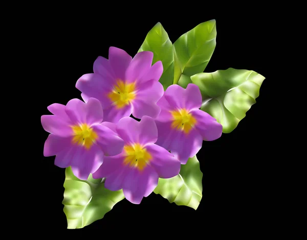 Lilac primula flowers isolated on black — Stock Vector