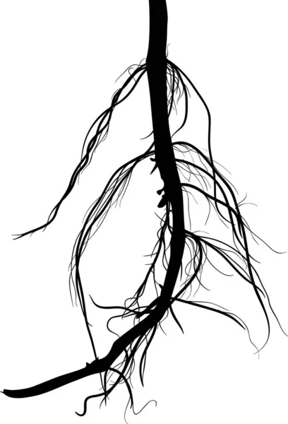 Black root silhouette isolated on white — Stock Vector