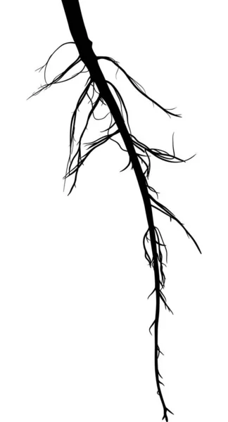 白に隔離された黒い根の長いシルエット — ストックベクタ