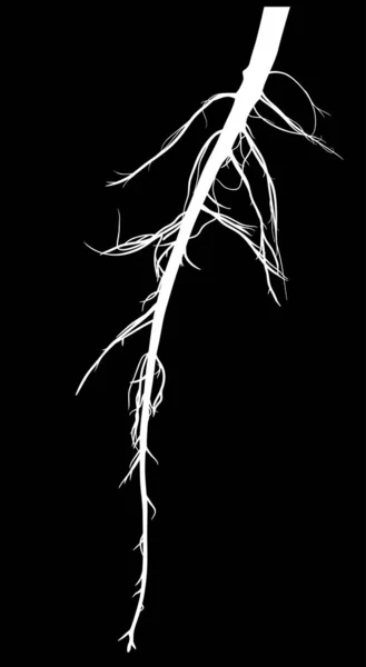 Silueta larga raíz blanca aislada en negro — Vector de stock