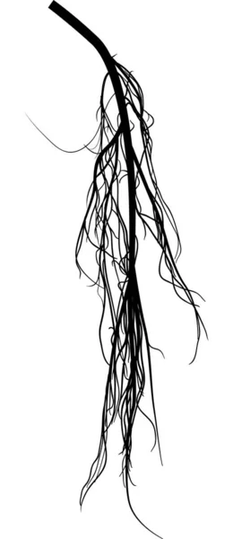 Силуэт черного матового корня на белом — стоковый вектор