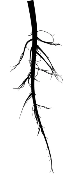 Root long black silhouette isolated on white — Stock Vector