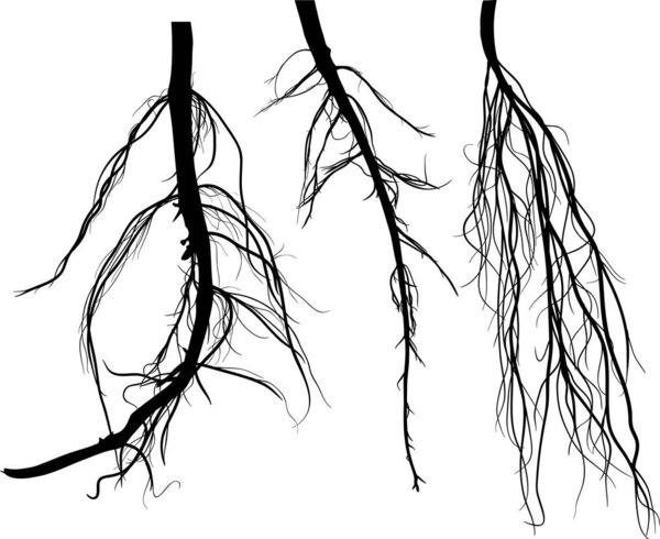 three black root silhouettes isolated on white