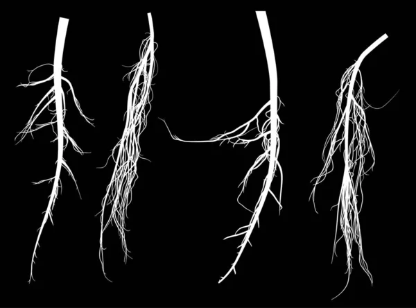 검은 색으로 분리 된 네 개의 하얀 뿌리 실루엣 — 스톡 벡터