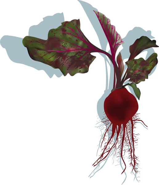 Rödbetor och löv med skugga — Stock vektor