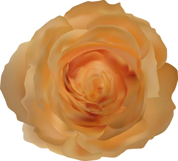 Seule fleur de rose orange isolée — Image vectorielle