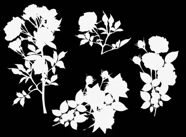 Ensemble de quatre roses blanches sur noir — Image vectorielle