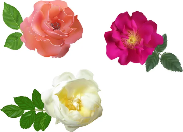 Три цвета яркие цветы коллекции — стоковый вектор
