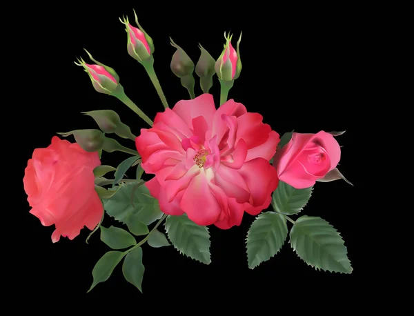 Ronces rose foncé et roses isolées sur noir — Image vectorielle