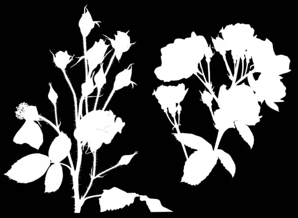 两个白色的玫瑰剪影孤立在黑色 — 图库矢量图片