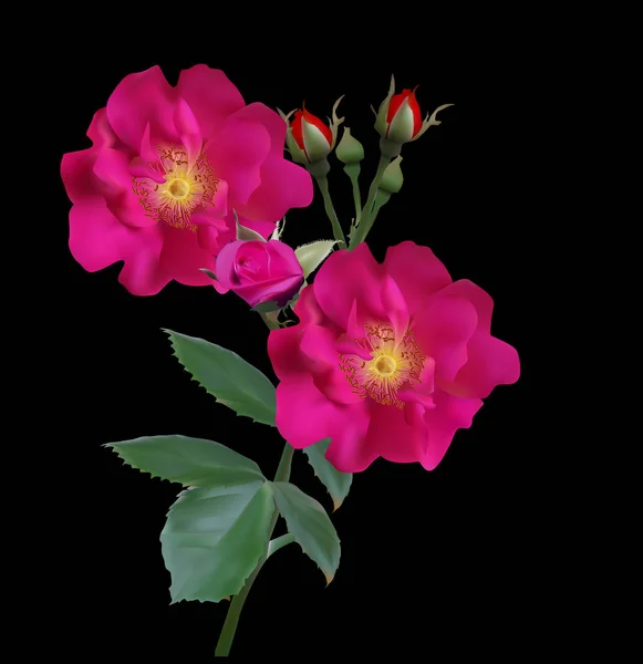 Rose-brier-raceme-dark-cherry-fon-06-16-r — 스톡 벡터