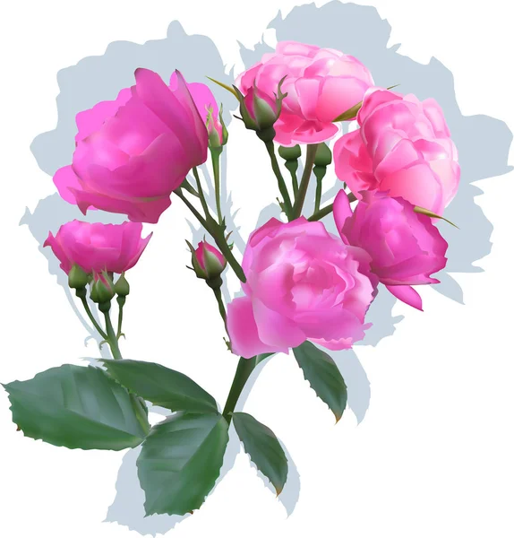 Rosa cespuglio di rose con ombra su bianco — Vettoriale Stock