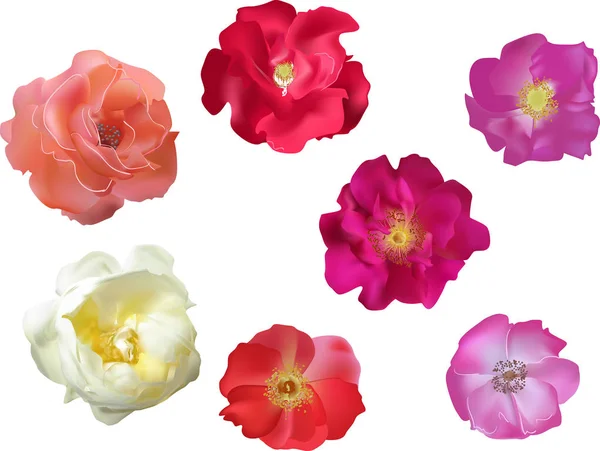 Sept smilax à feuilles rondes et roses — Image vectorielle