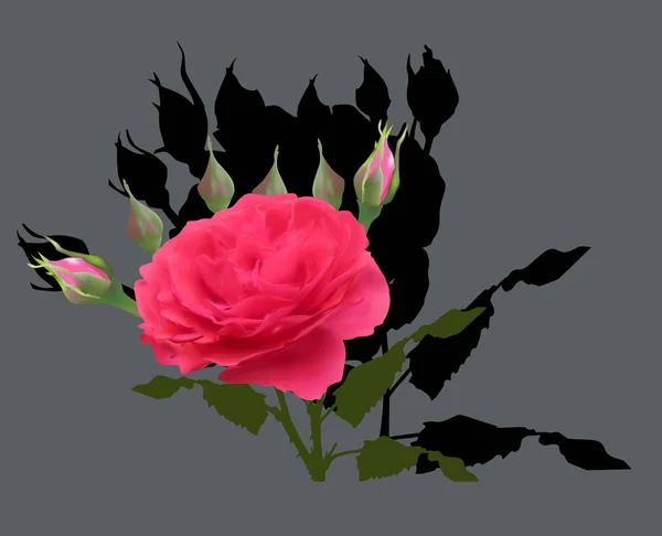 Rosa rosa y seis brotes en gris — Vector de stock